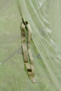 Moskitiera Wojskowa US Army 5x2m Olive Oryginał Nowa