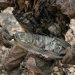 Mission Wings Eberlestock Pocket Set Multicam (MW1MM)