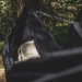 Hamak Obozowy Niedźwiedź XL z Moskitierą Double Zip TigerWood Czarny 